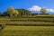 Tea plantation and Mt. Fuji