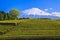 Tea plantation and Mt. Fuji