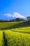 Tea plantation and Mt. Fuji