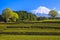 Tea plantation and Mt. Fuji