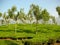 a tea plantation in Munnar India