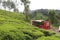 Tea plantation munnar Kerala,  greenery tourist-spot,