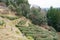 Tea plantation near Fushiogami-oji on Kumano Kodo Nakahechi Route in Tanabe, Wakayama, Japan