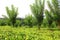The tea plantation near Kandy