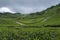 Tea Plantation near Munnar hill Station,Kerala,India