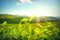 Tea plantation. Plants with fresh green leaves