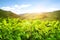 Tea plantation. Plants with fresh green leaves, closeup