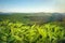 Tea plantation. Plants with fresh green leaves, closeup