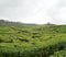 Tea plantation at rancabali west java