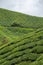 Tea plantation rows of camellia sinensis covering the hill slopes