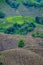 Tea plantation rows of Camellia sinensis reaching from valley bottom to mountain top