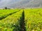 Tea plantation rows in Caucasus