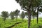 Tea Plantation with SIlver Oak Trees on Hills in Munnar, Kerala, India - A Green Landscape - Camellia Sinensis