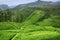 Tea plantation in Sri Lanka