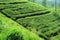 Tea plantation in Sri Lanka