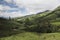 Tea plantation in Sri Lanka