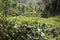 Tea plantation in Sri Lankan Central Highlands.