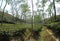 A tea plantation. Srimangal in Sylhet Division, Bangladesh