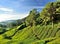 Tea Plantation, Sungai Palas, Cameron Highlands