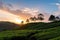 tea plantation sunset with clear blue sky and clouds in the background