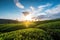 tea plantation sunset with clear blue sky and clouds in the background