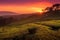 tea plantation in sunset, with orange and pink hues reflecting on the sky