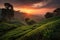 tea plantation at sunset with orange and pink hues streaking the sky