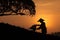 tea plantation sunset with silhouetted worker, picking leaves