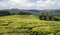 Tea plantation in Tanzania