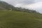 Tea Plantation at Temi Tea Estate near Gangtok,Sikkim,India