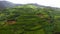 Tea plantation on top of mountain. Tea estate landscape, Sri Lanka.