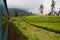 Tea plantation. Traveling by train between Kandy and Ella. Sri Lanka