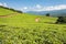 Tea plantation at Tzaneen, Limpopo, South Africa