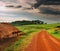 Tea plantation in Uganda