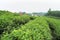 Tea plantation in Vietnam with Vietnamese women picking tea leaf on farm.