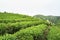 Tea plantation in Vietnam with Vietnamese women picking tea leaf on farm.