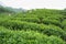 Tea plantation in Vietnam with Vietnamese women picking tea leaf on farm.