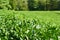 Tea plantation view, front leaves in focus, background blurred