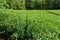 Tea plantation view, front leaves in focus, background blurred