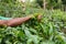 Tea plantation worker picking fresh leafs