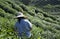 Tea Plantation Workers