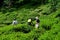 Tea plantation workers harvest and toil in sun in fields Cameron Highlands Malaysia