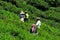 Tea plantation workers harvest and toil in sun in fields Cameron Highlands Malaysia