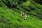 Tea plantation workers harvest and toil in sun in fields Cameron Highlands Malaysia