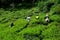 Tea plantation workers harvest and toil in sun in fields Cameron Highlands Malaysia