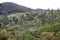 Tea plantations around Lipton`s Seat / Haputale, Sri Lanka.