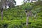 Tea plantations around Lipton`s Seat / Haputale, Sri Lanka.