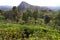 Tea plantations around Lipton`s Seat / Haputale, Sri Lanka.