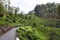 Tea plantations around Lipton`s Seat / Haputale, Sri Lanka.