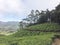 Tea plantations around Munnar